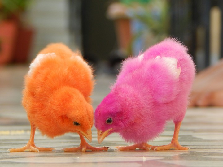 #Chicks #Its My Click