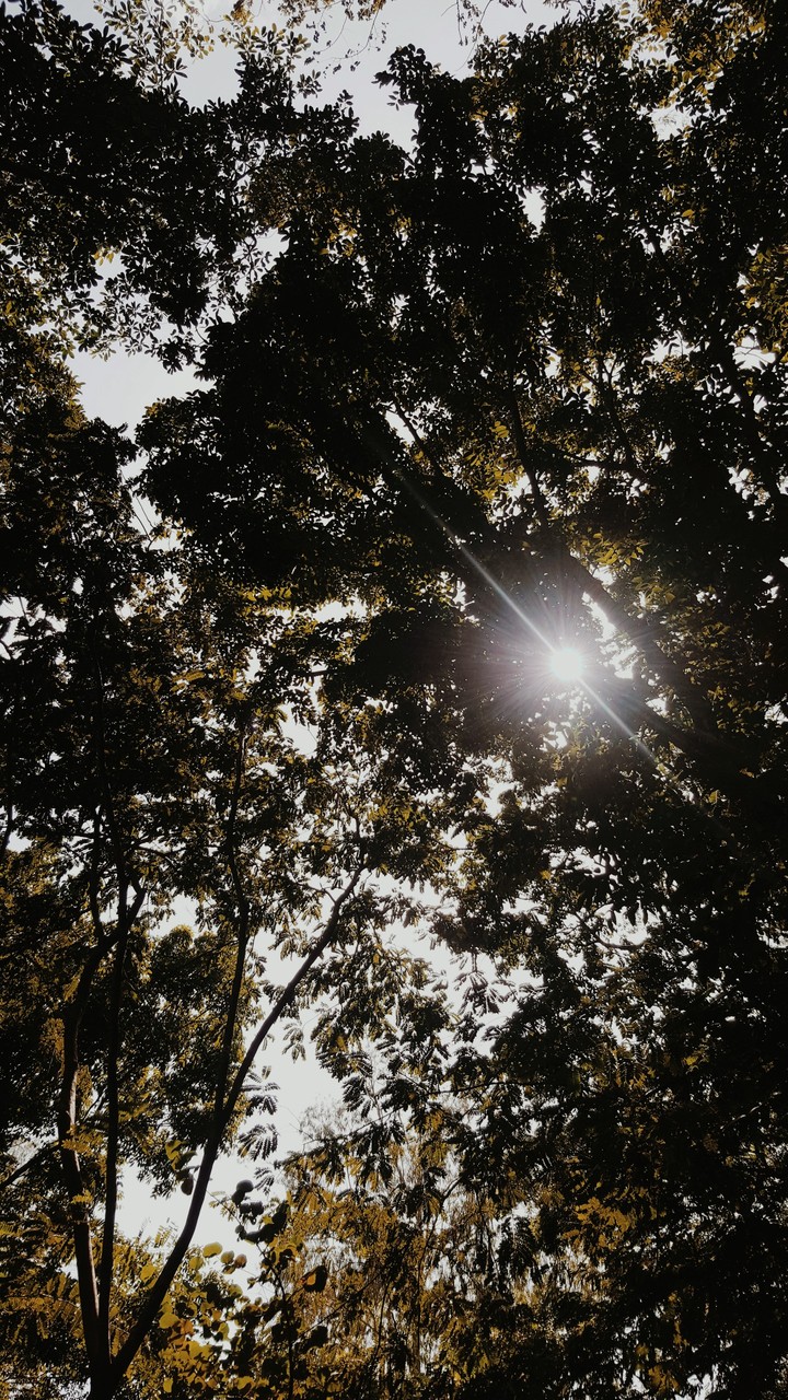 tree