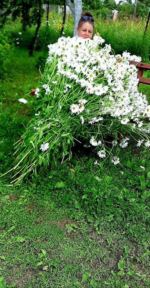 tapety cammomile, botany