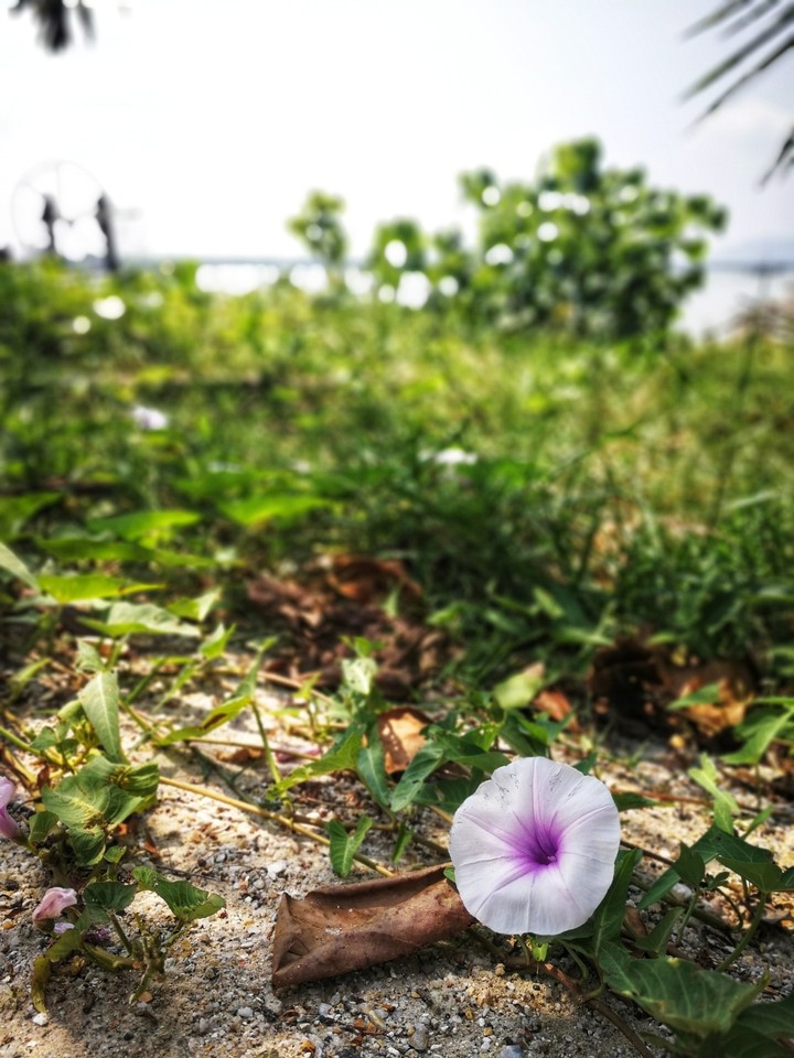 Morning Glory