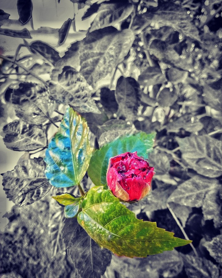 A FLOWER