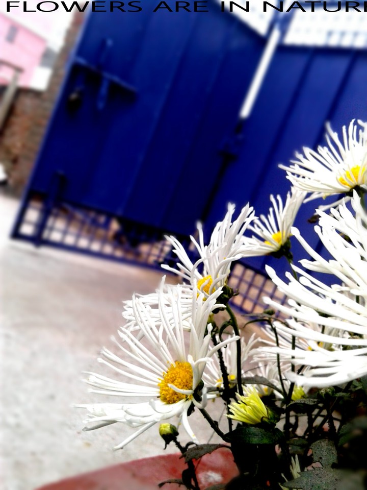FLOWERS Love