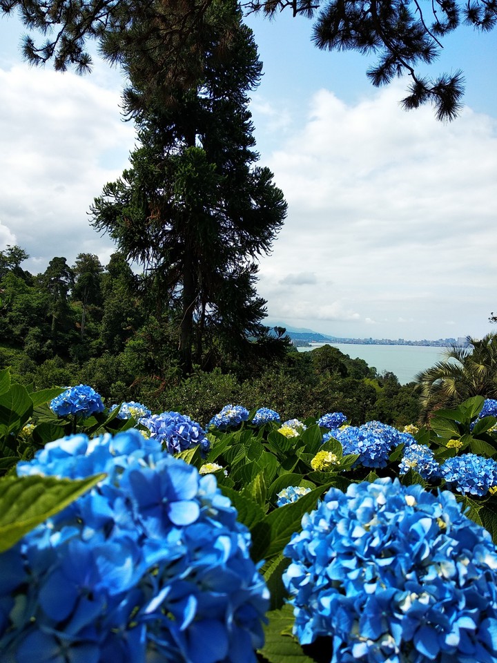 Blue gardenias and the sea