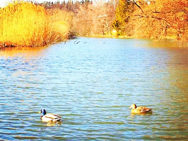 ducks in water