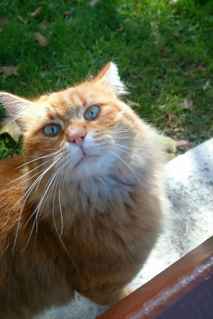7 LIVES/7 PICS!