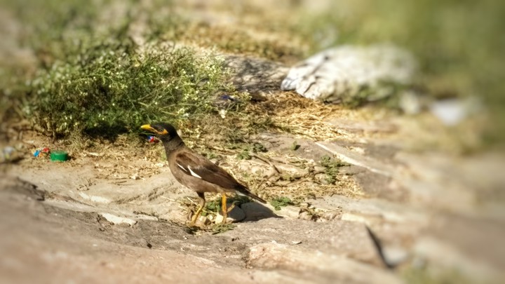 bird