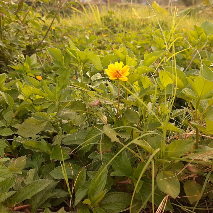 Yellow daisy