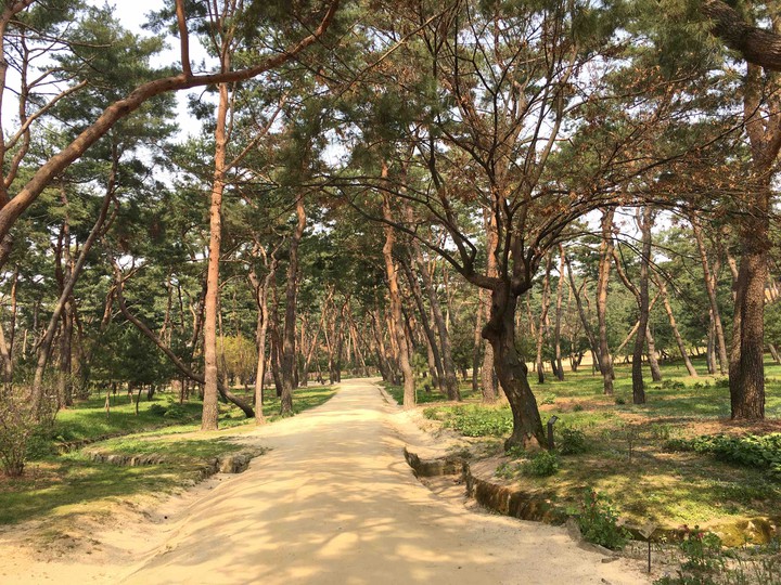 소나무숲