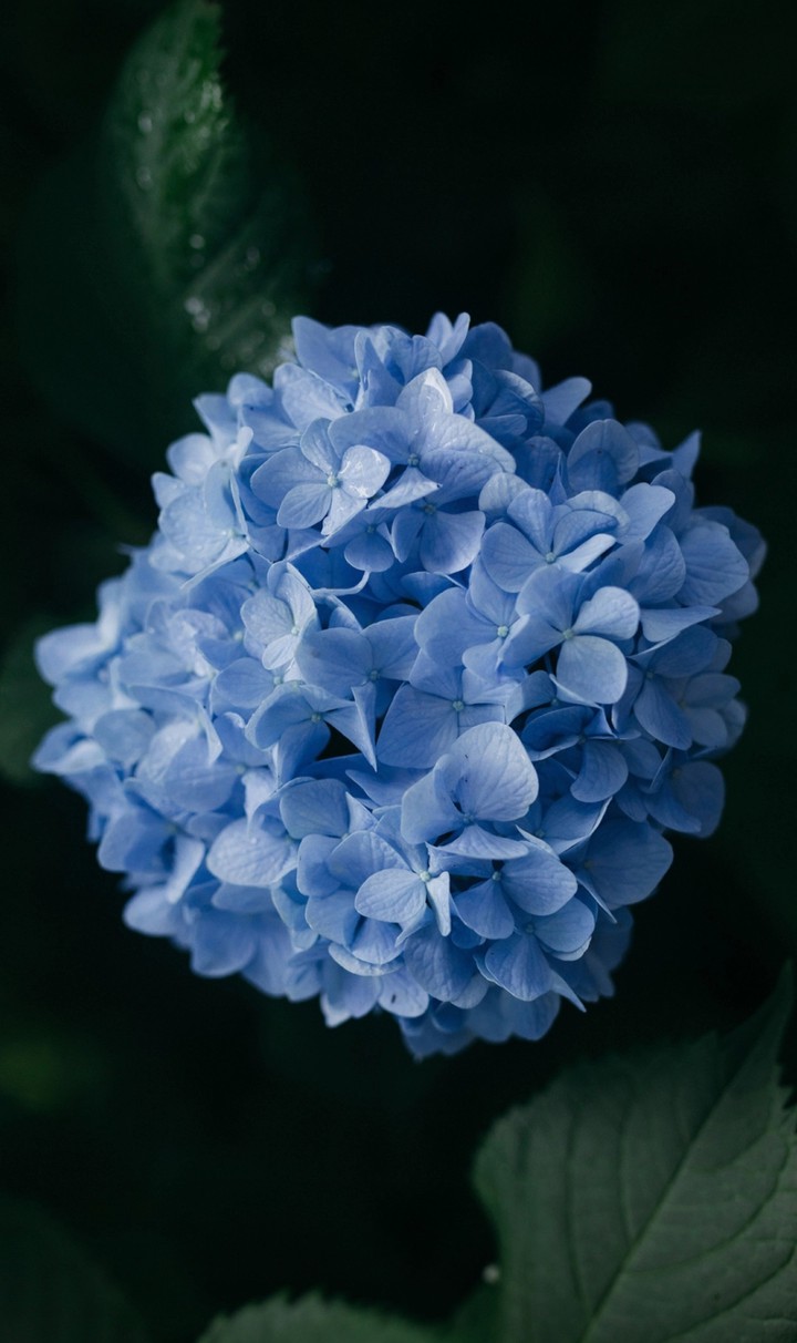 Blue bloom