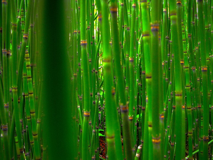 Green Bamboo