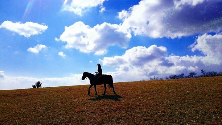 love horse❤️