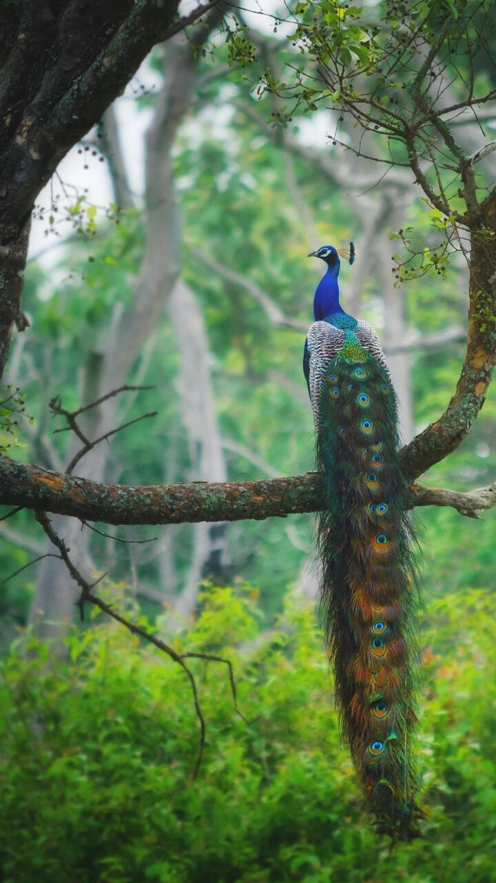 INDIAN BEAUTY