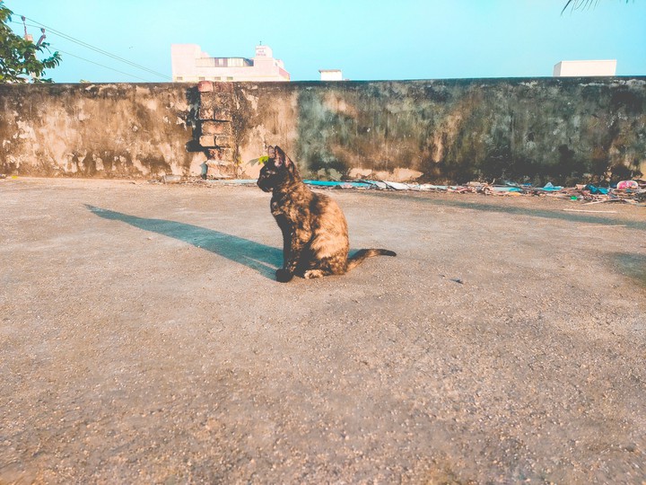 My pet