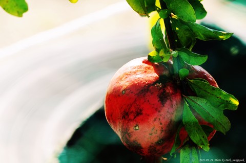 superfood, food壁纸