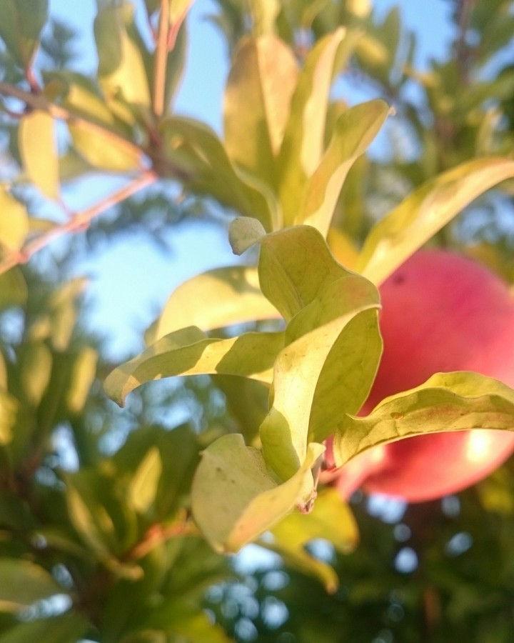 pomegranate
