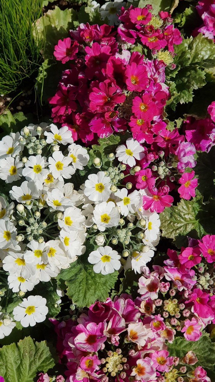spring flower pretty