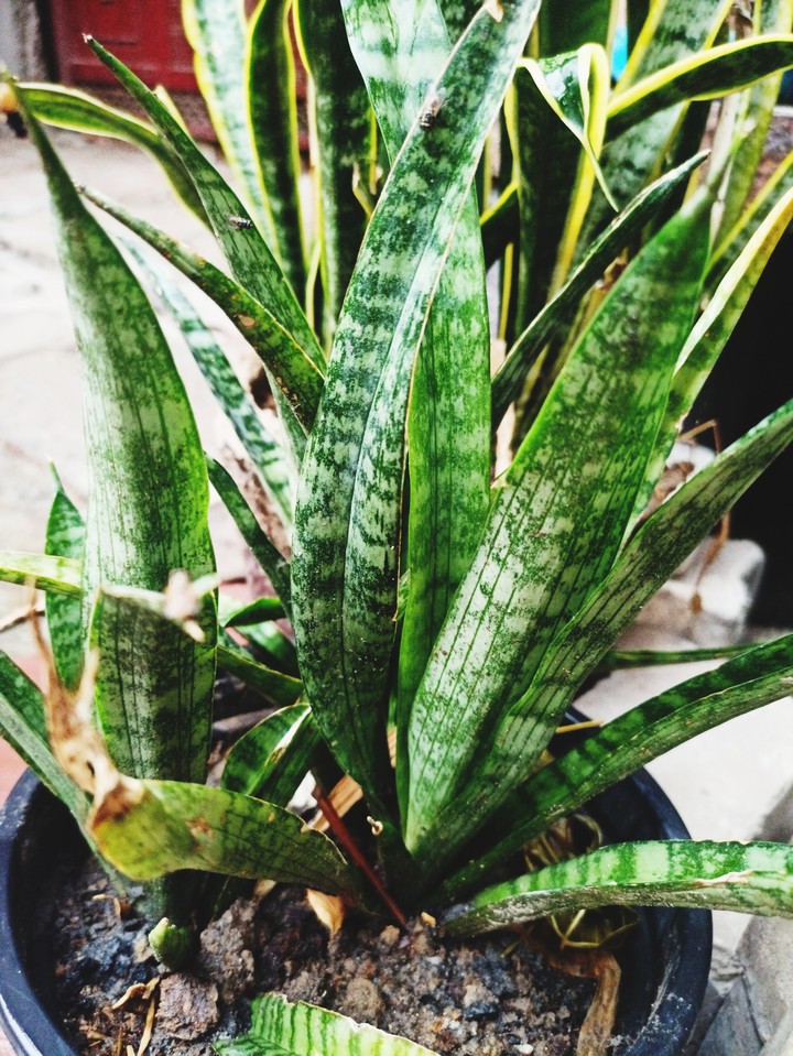 Plant