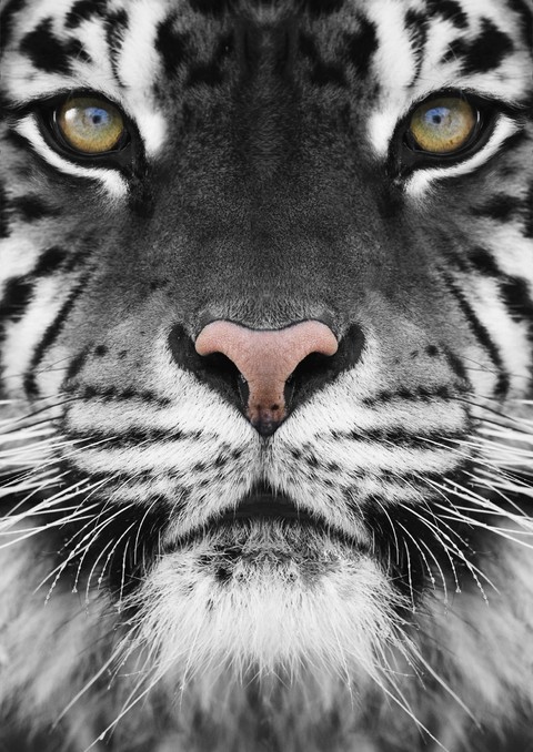 tigre
