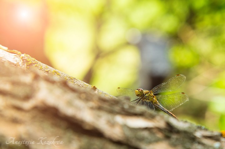 Dragonfly