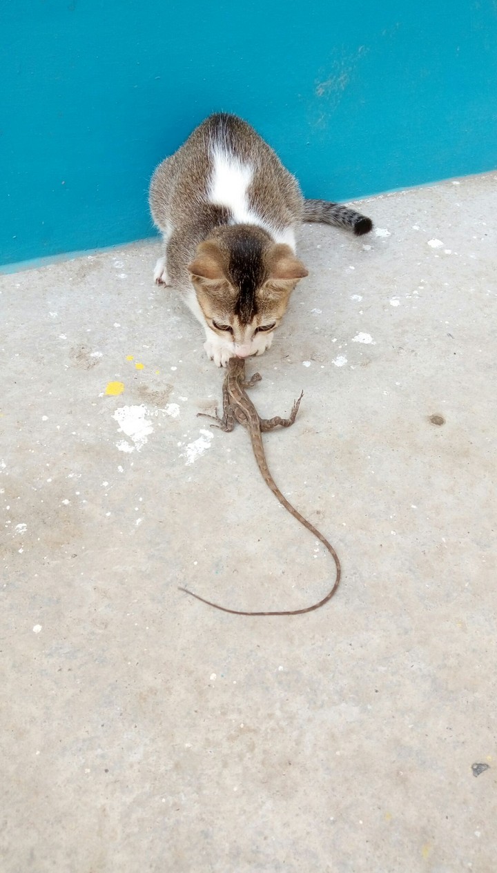 cat