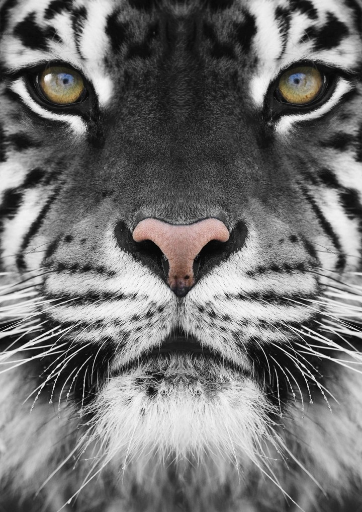 tigre