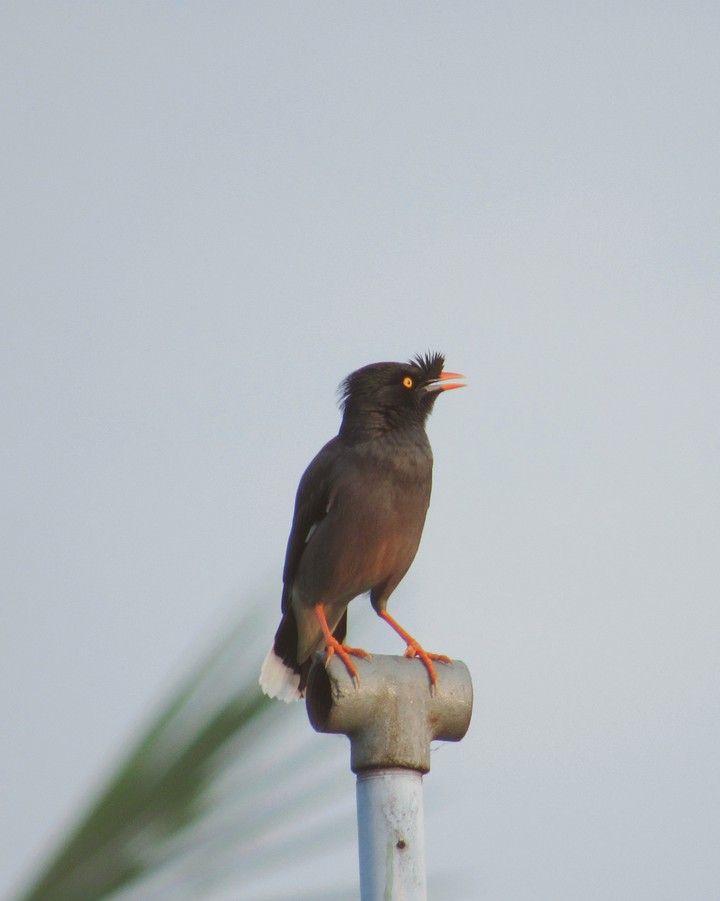 bird