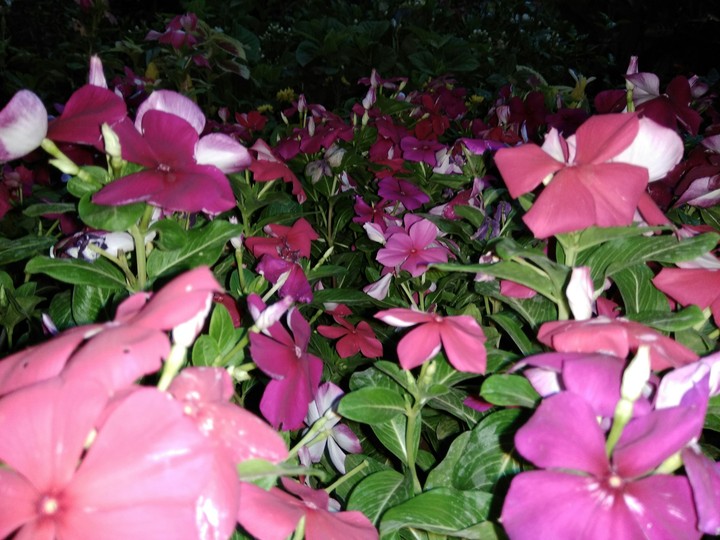 beautiful flowers...