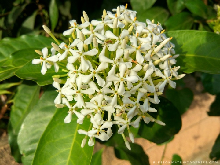 blossom