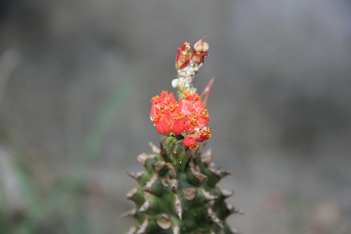 Hoa xương rồng gai 2