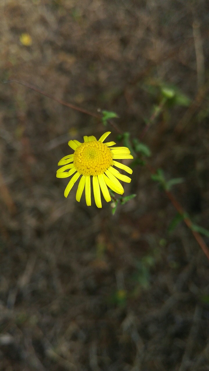 Sunflowe