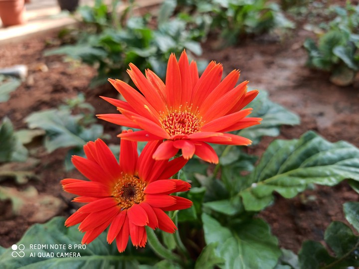 marigold