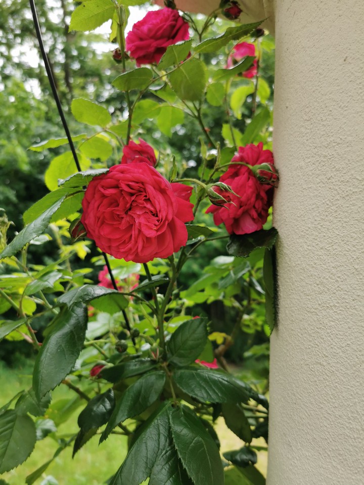 flowers