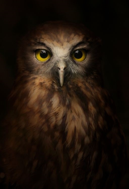 Fall Owl