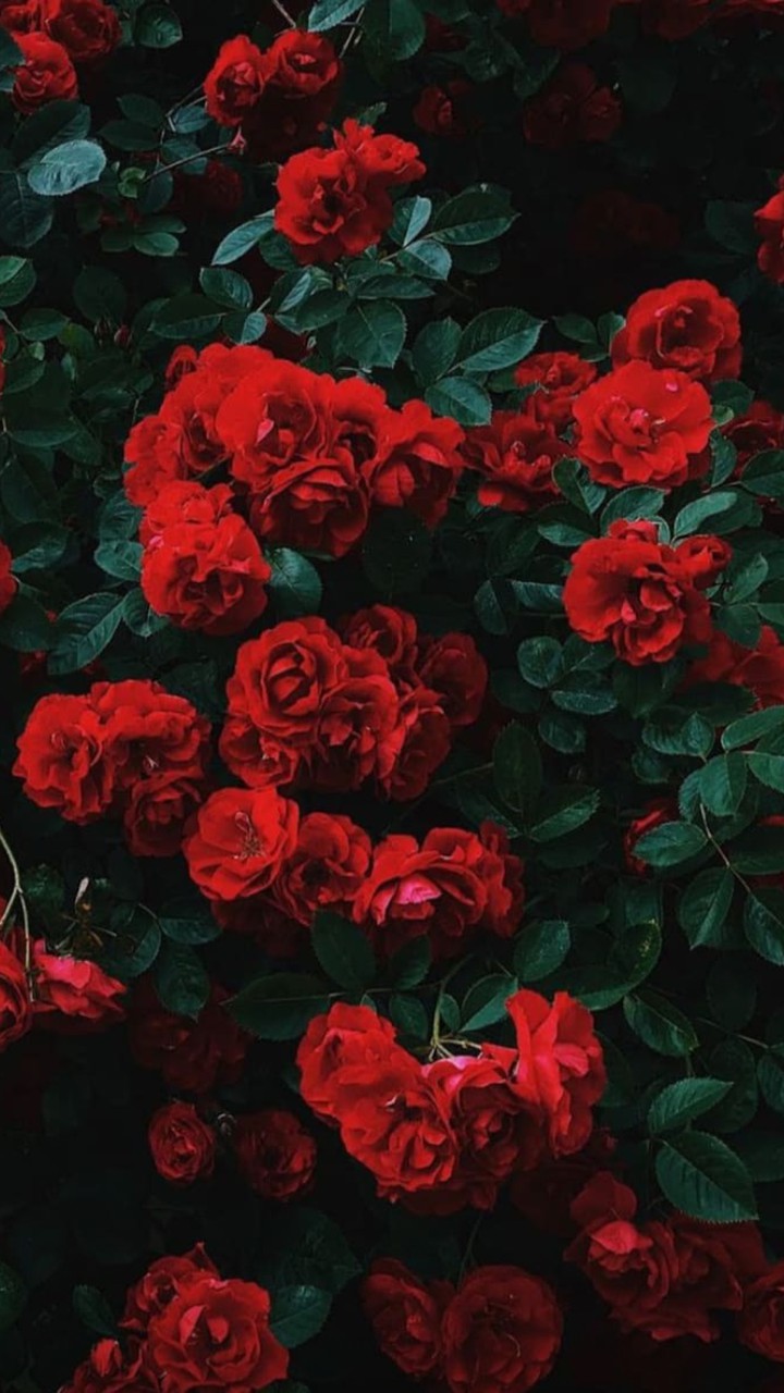 rose