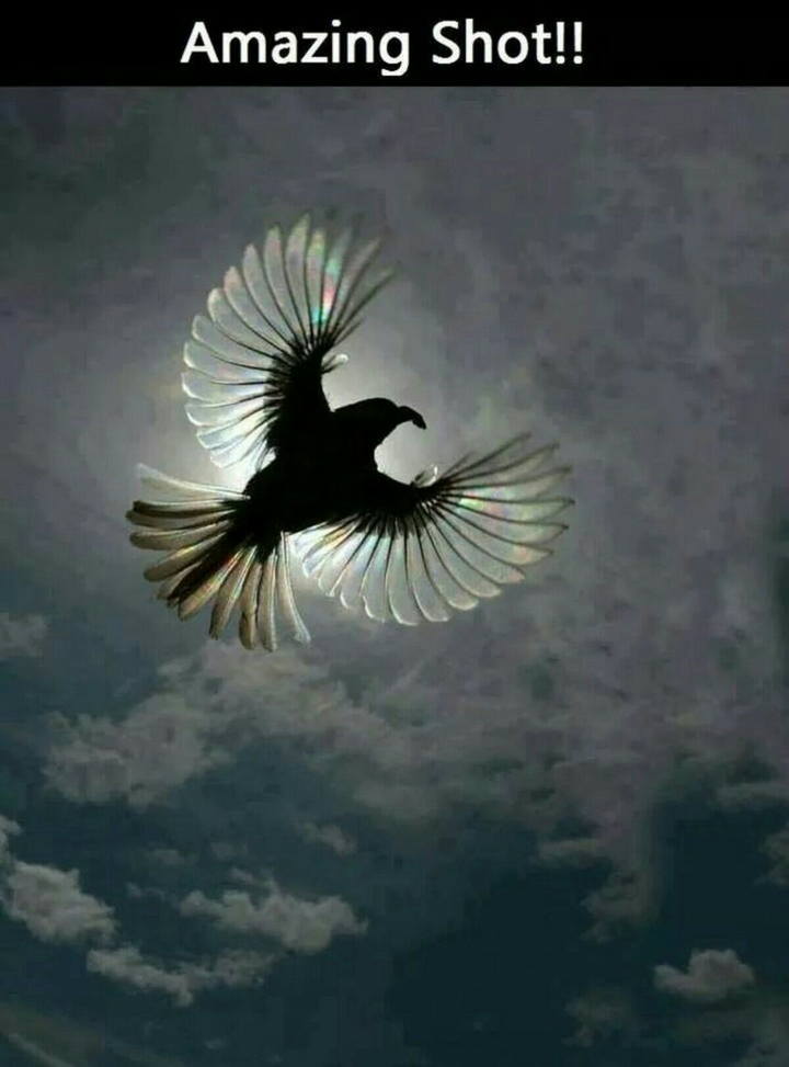 bird