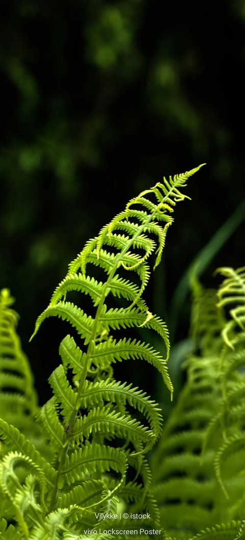 fern, plant háttérképek