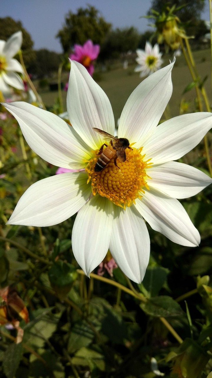 flower