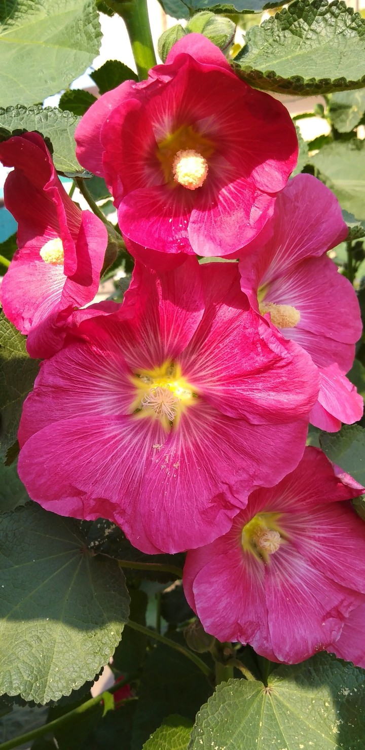 hollyhock