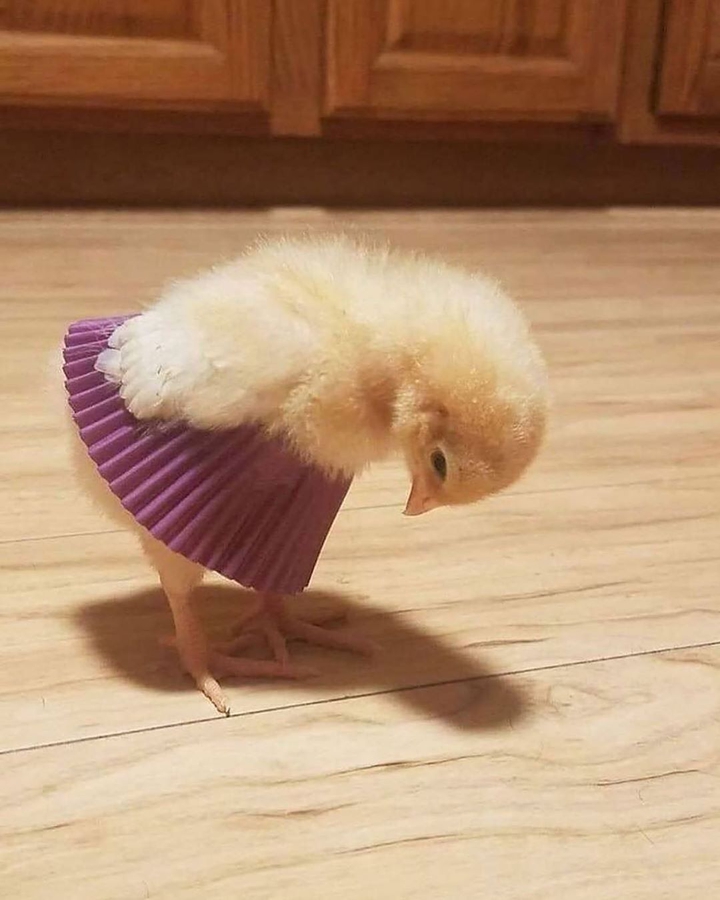 Chicken