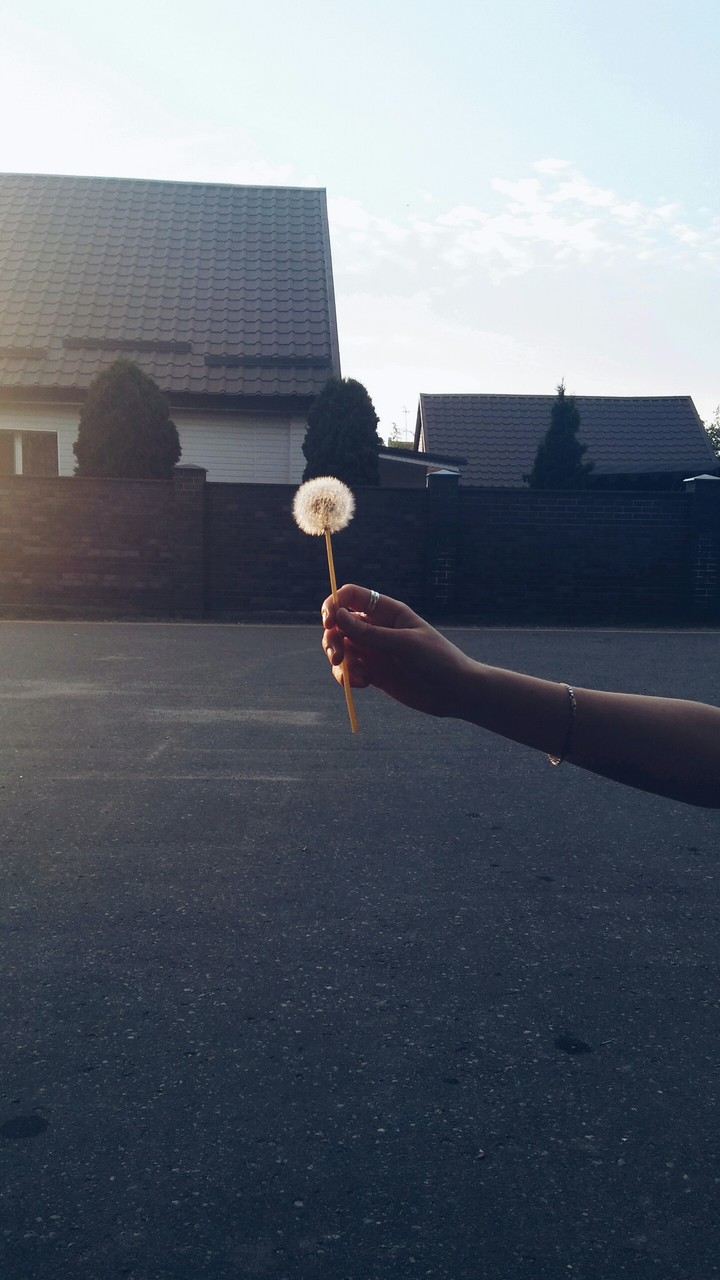 Dandelion