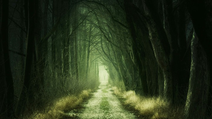 Forest Passage