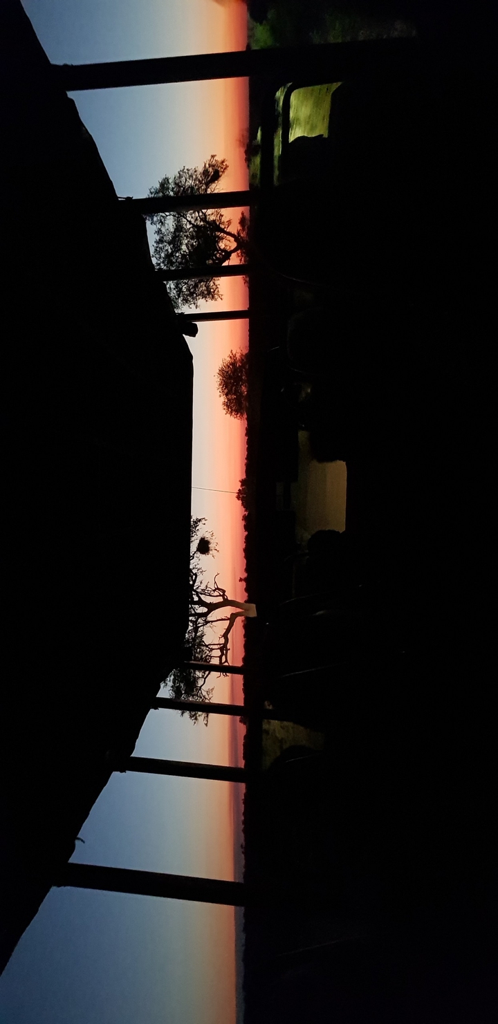 사파리