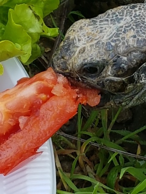 Tortue grecque