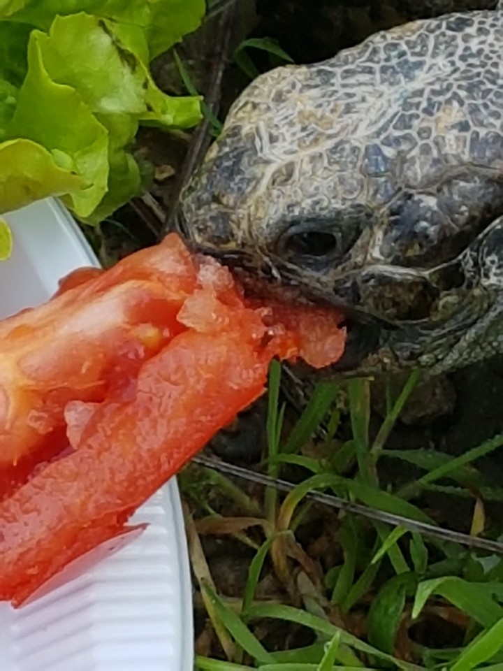 Tortue grecque