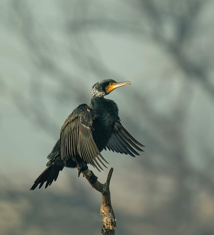 Bird