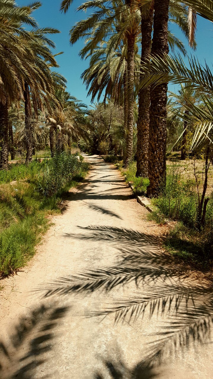 Gabès Oasis