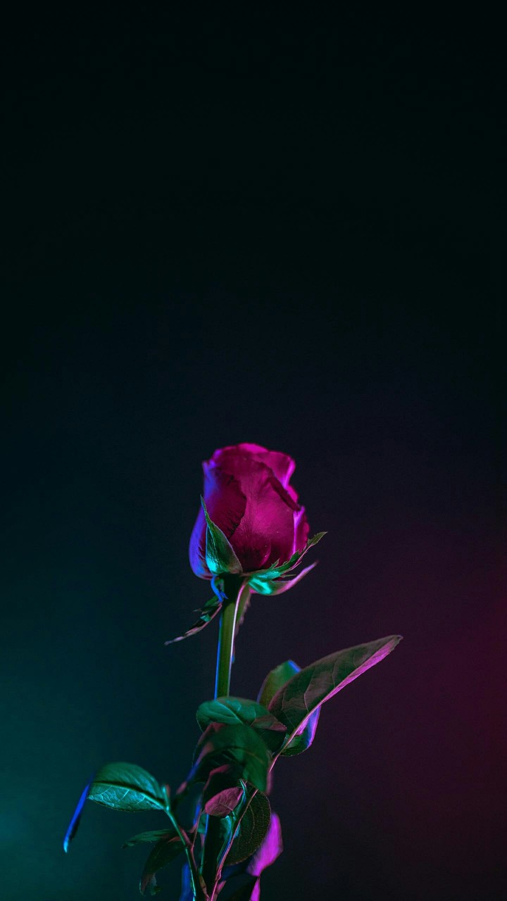 rose
