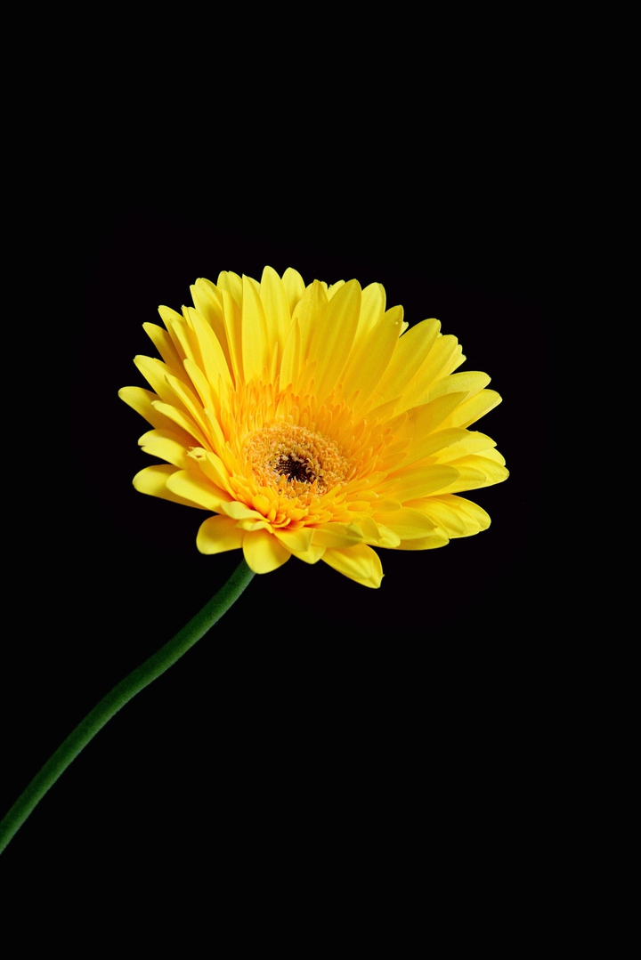 yellow flower