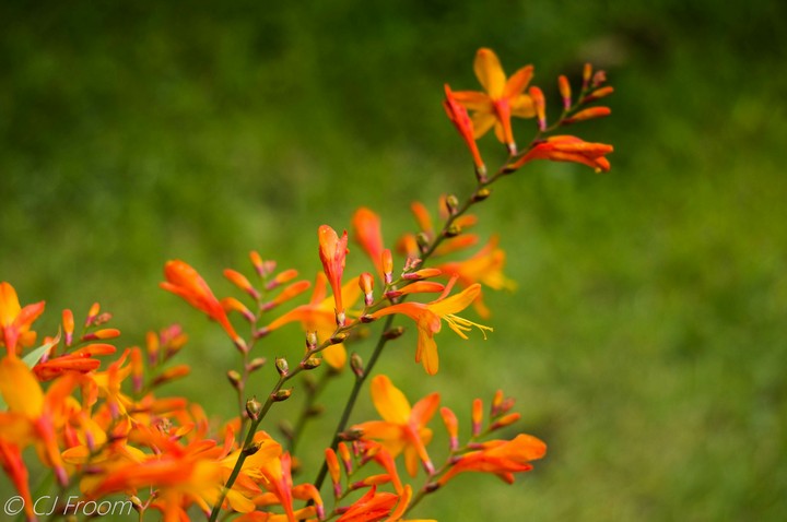 Crocosmia