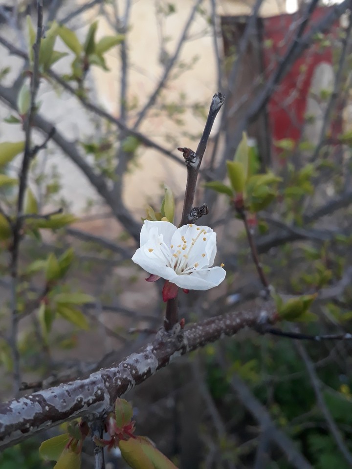nature
